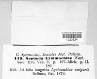 Septoria lysimachiae image